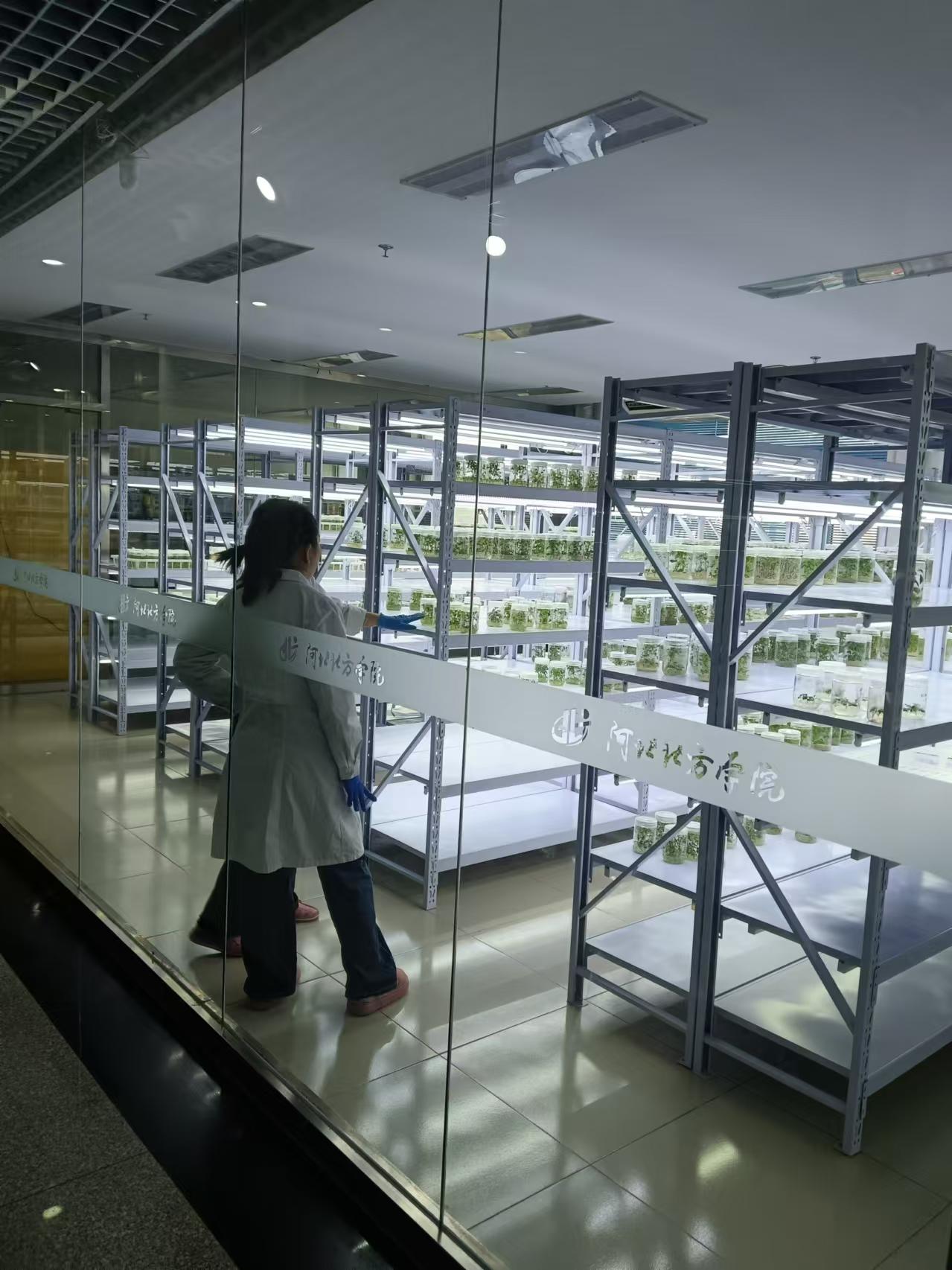 晋州植物组培室设计的基本布局有哪些?
